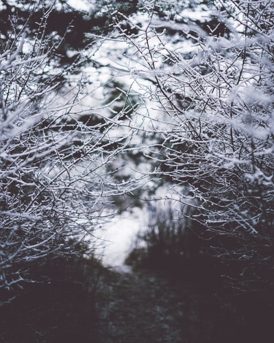 积雪枯树的选择性灰度摄影